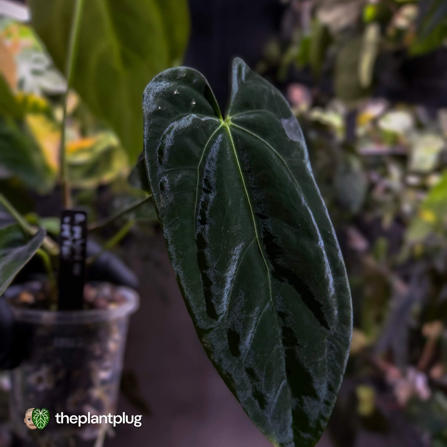 Anthurium pap hybrid x pap 'RLFS'