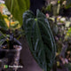 Anthurium pap hybrid x pap 'RLFS'