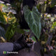 Anthurium pap hybrid x pap 'RLFS'