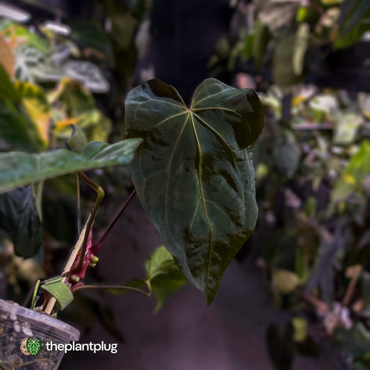 Anthurium #Bunyip • select