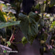Anthurium #Bunyip • select