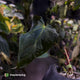Anthurium #Bunyip • select