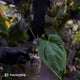 Anthurium #Bunyip • select