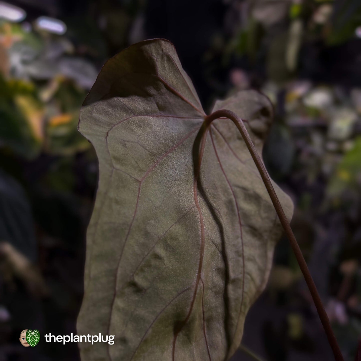 Anthurium #Bunyip • select