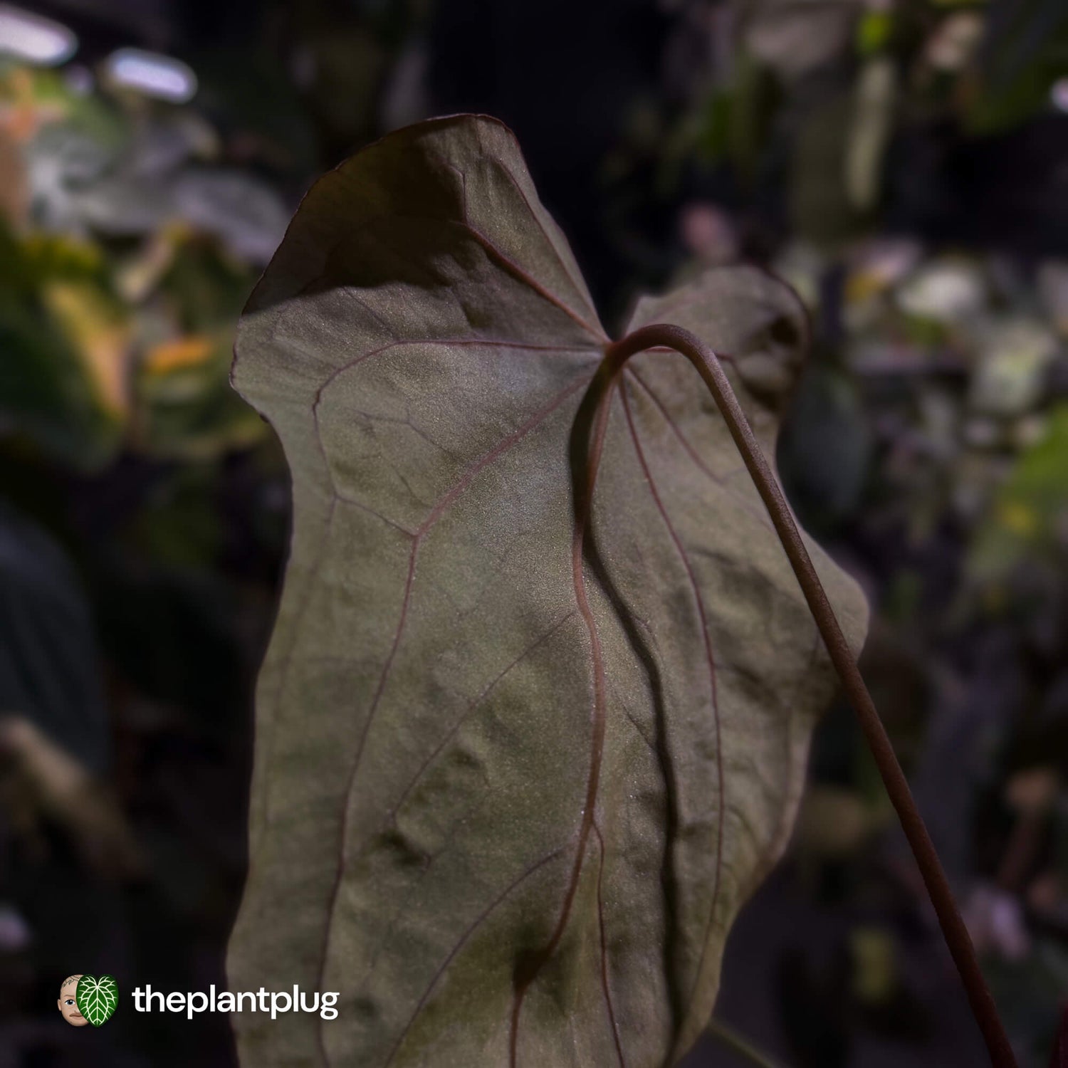 Anthurium #Bunyip • select