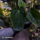 Anthurium (pap x dress 'hanger line') x antolakii