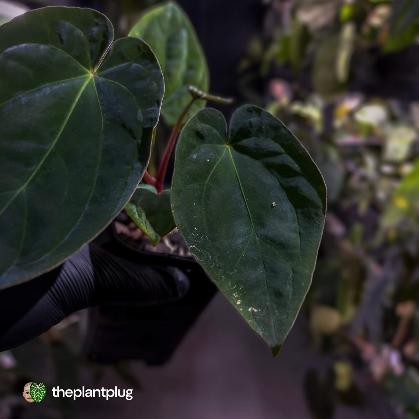 Anthurium (pap x dress 'hanger line') x antolakii