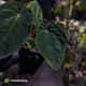 Anthurium (pap x dress 'hanger line') x antolakii
