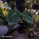 Anthurium (pap x dress 'hanger line') x antolakii