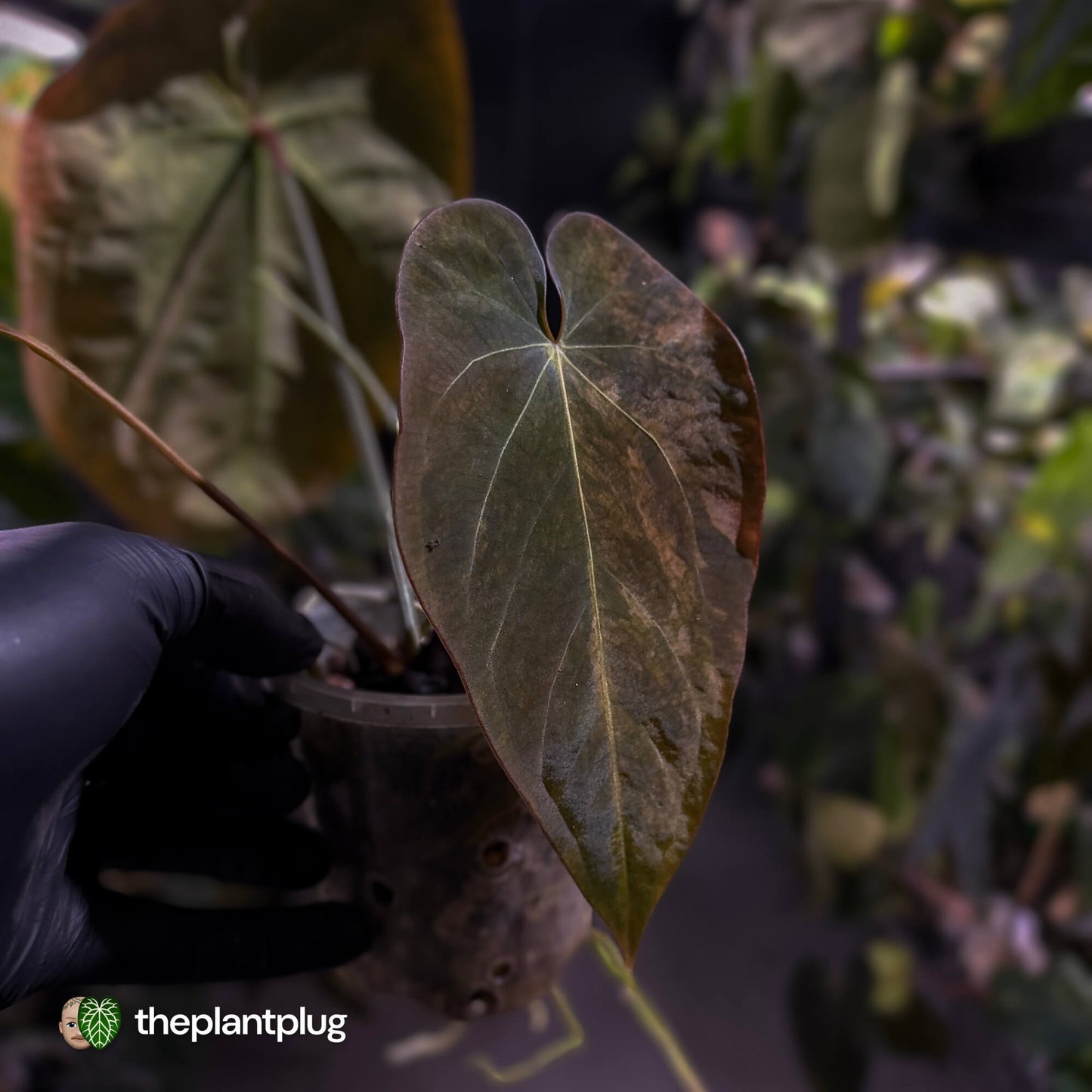 Anthurium forgetii x papillilaminum variegated • orange/pink 🧡🩷