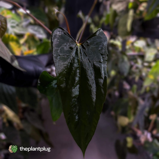 Anthurium papillilaminum 'RLFS' x pap 'RL' s1 • select
