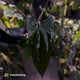 Anthurium papillilaminum 'RLFS' x pap 'RL' s1 • select
