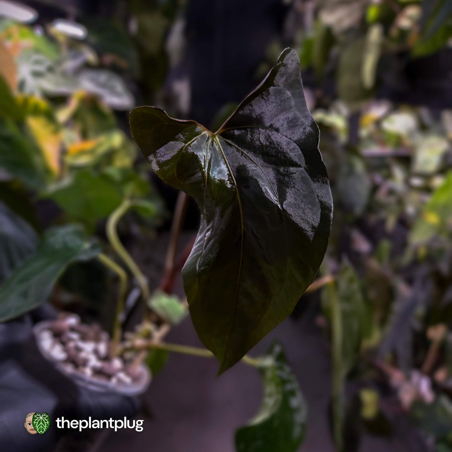 Anthurium papillilaminum 'RLFS' x pap 'RL' s1 • select