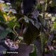 Anthurium papillilaminum 'RLFS' x pap 'RL' s1 • select