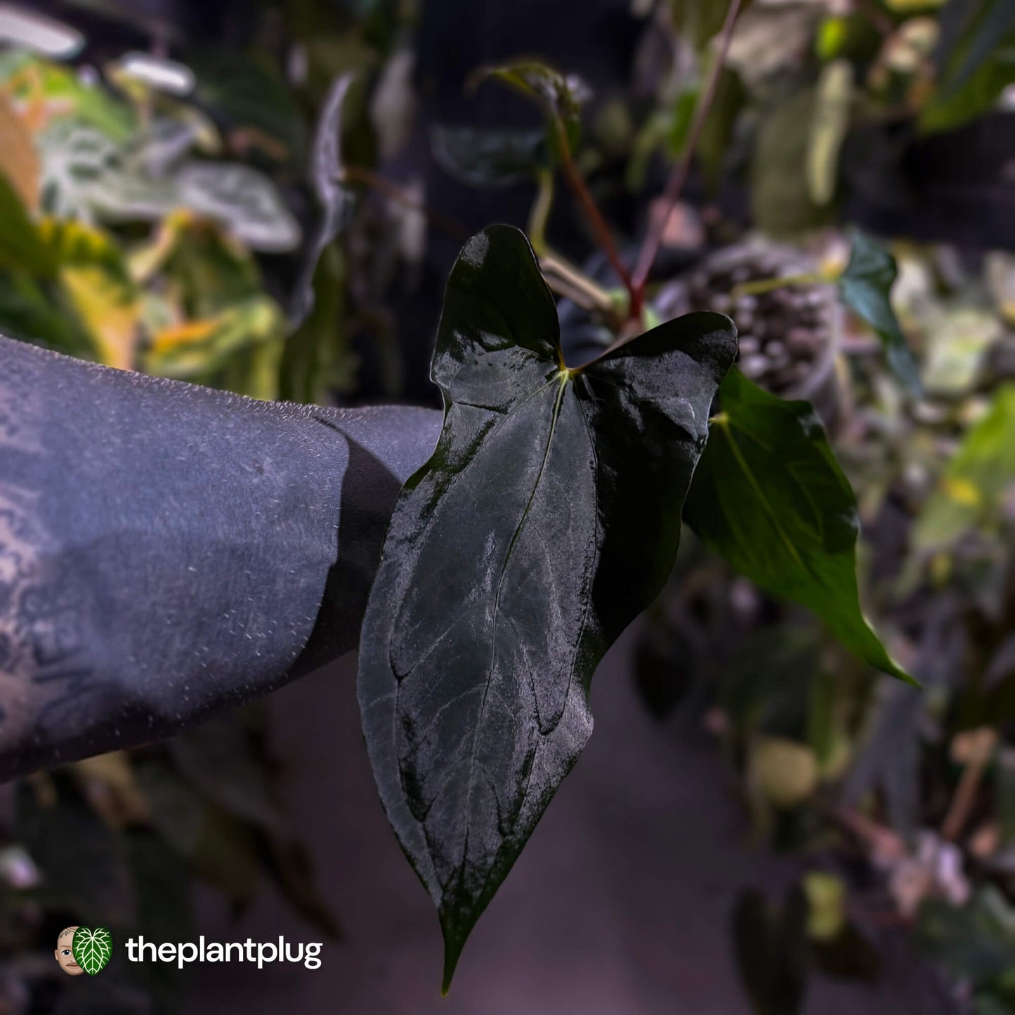 Anthurium papillilaminum 'RLFS' x pap 'RL' s1 • select