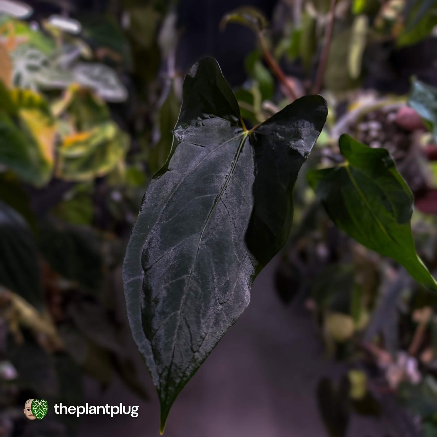 Anthurium papillilaminum 'RLFS' x pap 'RL' s1 • select