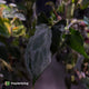 Anthurium papillilaminum 'RLFS' x pap 'RL' s1 • select