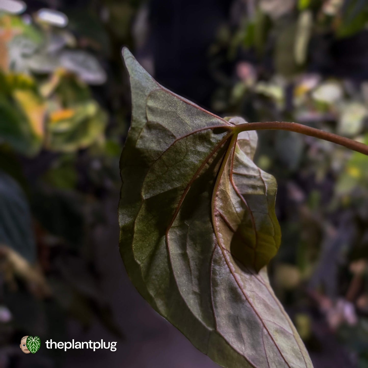 Anthurium papillilaminum 'RLFS' x pap 'RL' s1 • select