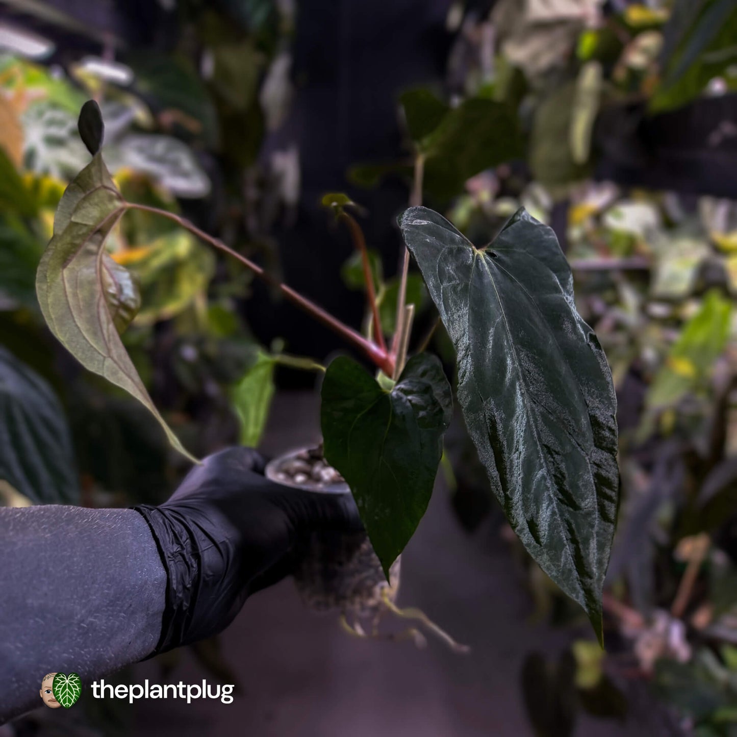 Anthurium papillilaminum 'RLFS' x pap 'RL' s1 • select