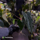 Anthurium papillilaminum 'RLFS' x pap 'RL' s1 • select