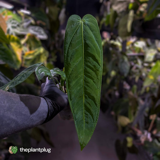 Anthurium warocqueanum x panamense s1
