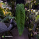 Anthurium warocqueanum x panamense s1
