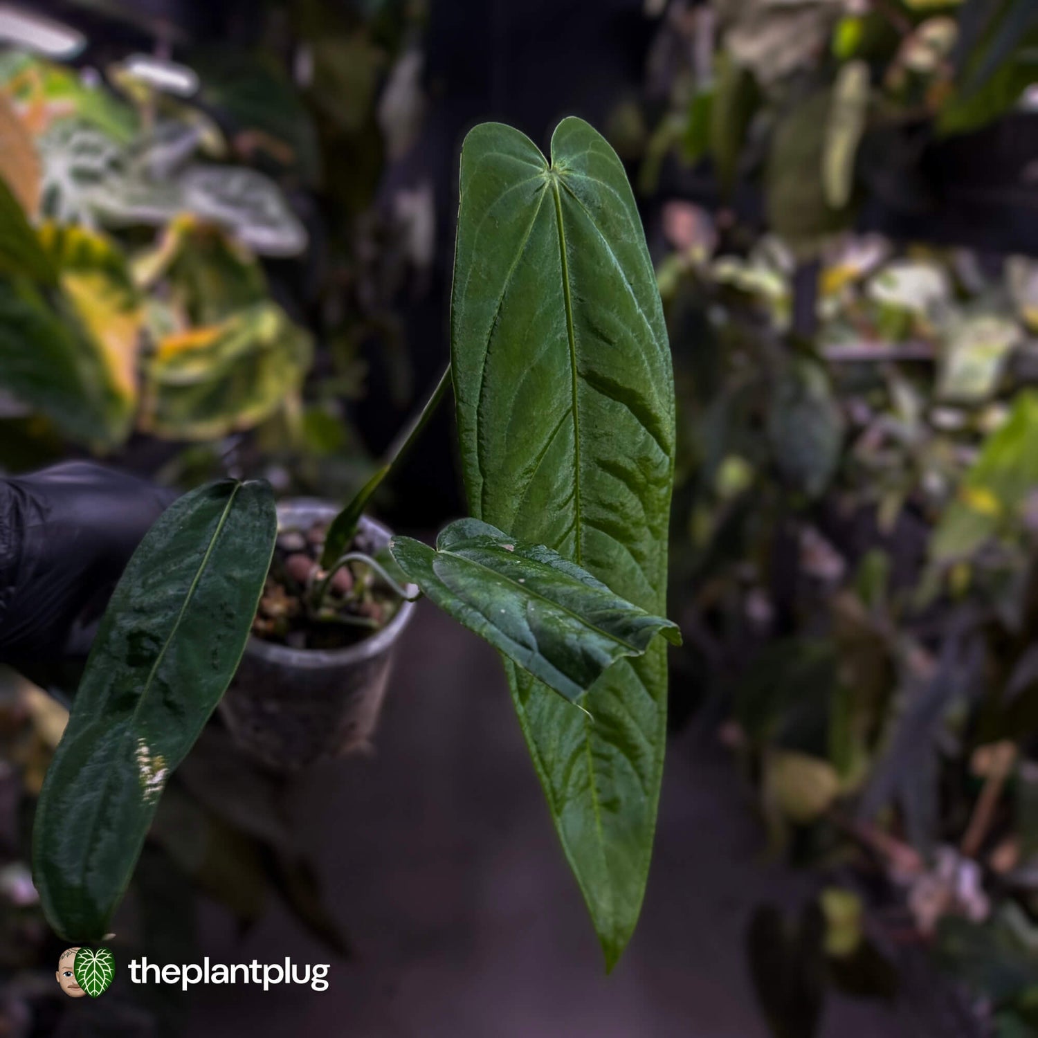 Anthurium warocqueanum x panamense s1