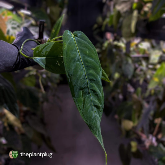 Anthurium warocqueanum x panamense s1
