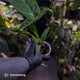 Anthurium warocqueanum x panamense s1