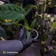 Anthurium warocqueanum x panamense s1