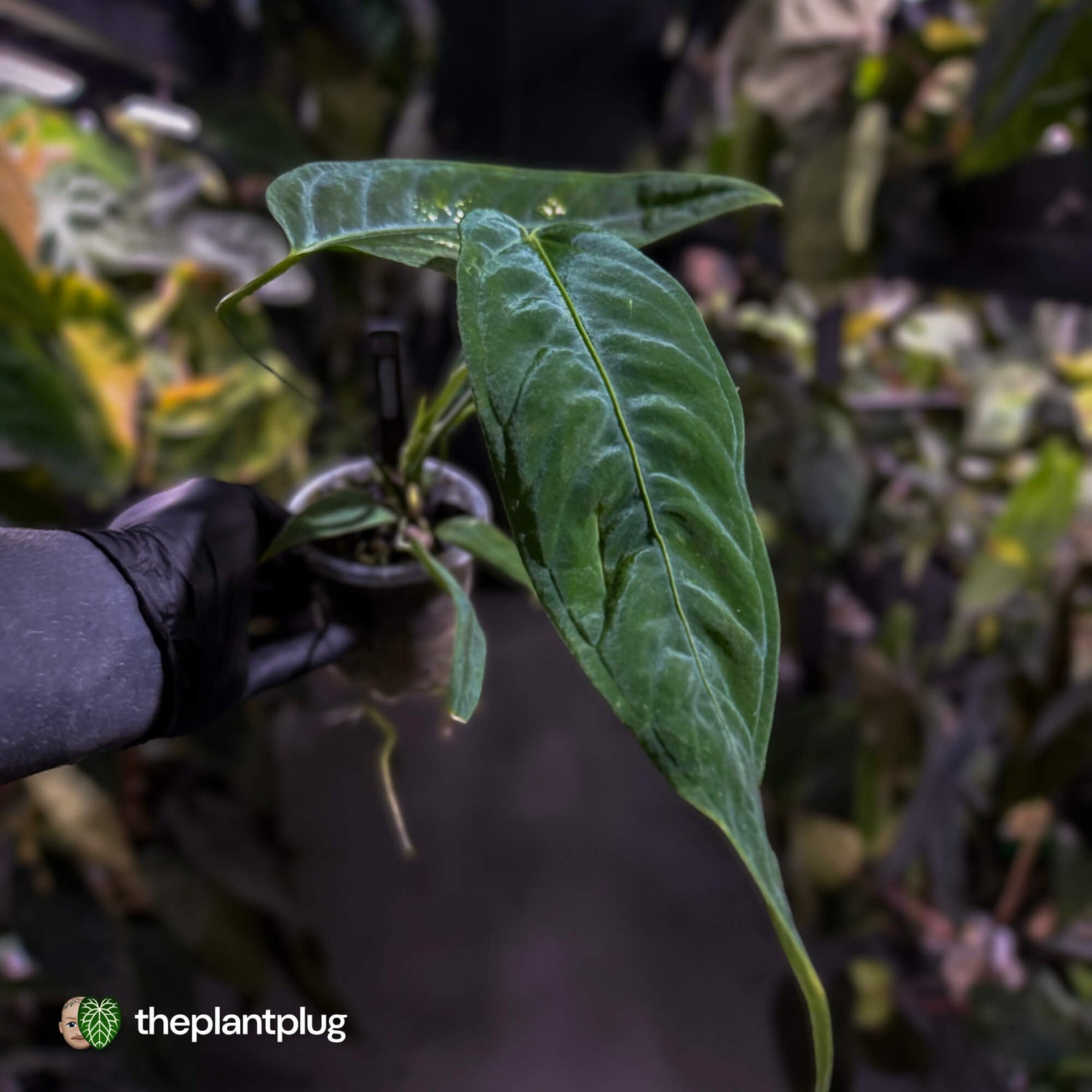 Anthurium warocqueanum x panamense s1