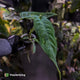 Anthurium warocqueanum x panamense s1
