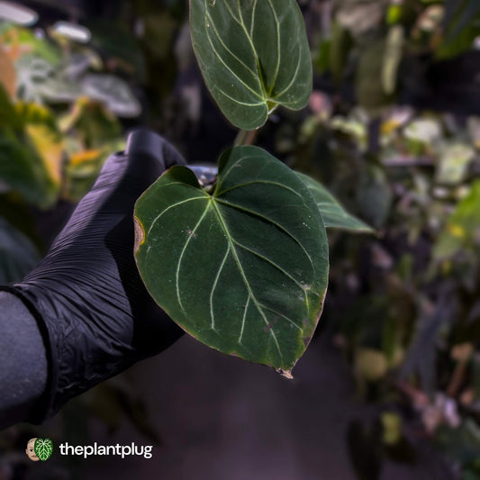 Anthurium 'HU' / 'King of Spades' ♠️