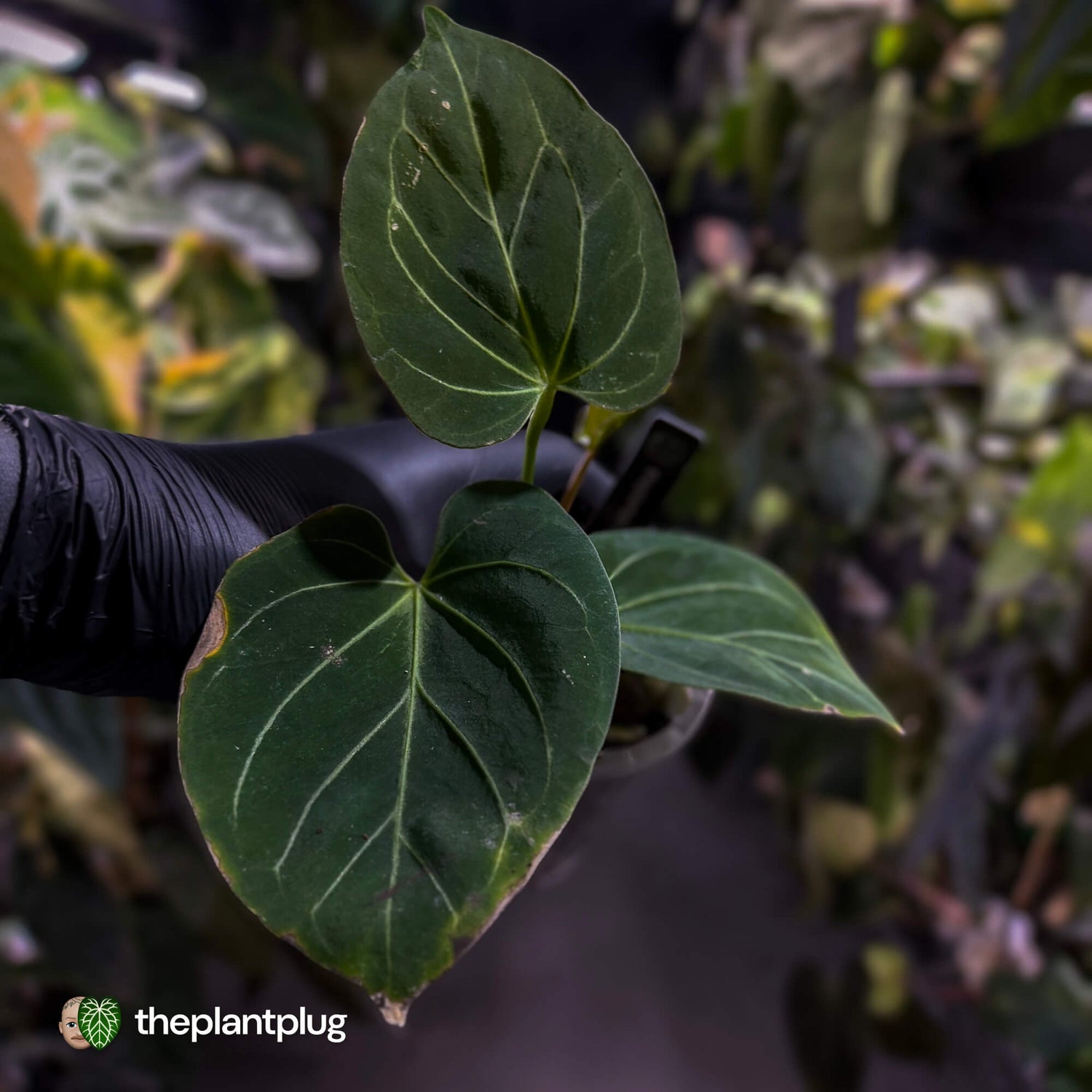 Anthurium 'HU' / 'King of Spades' ♠️