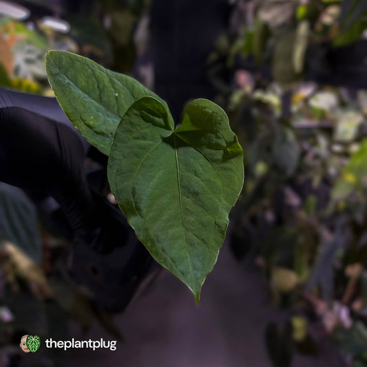 Anthurium kunayalense x (papillilaminum x dressleri) 💫