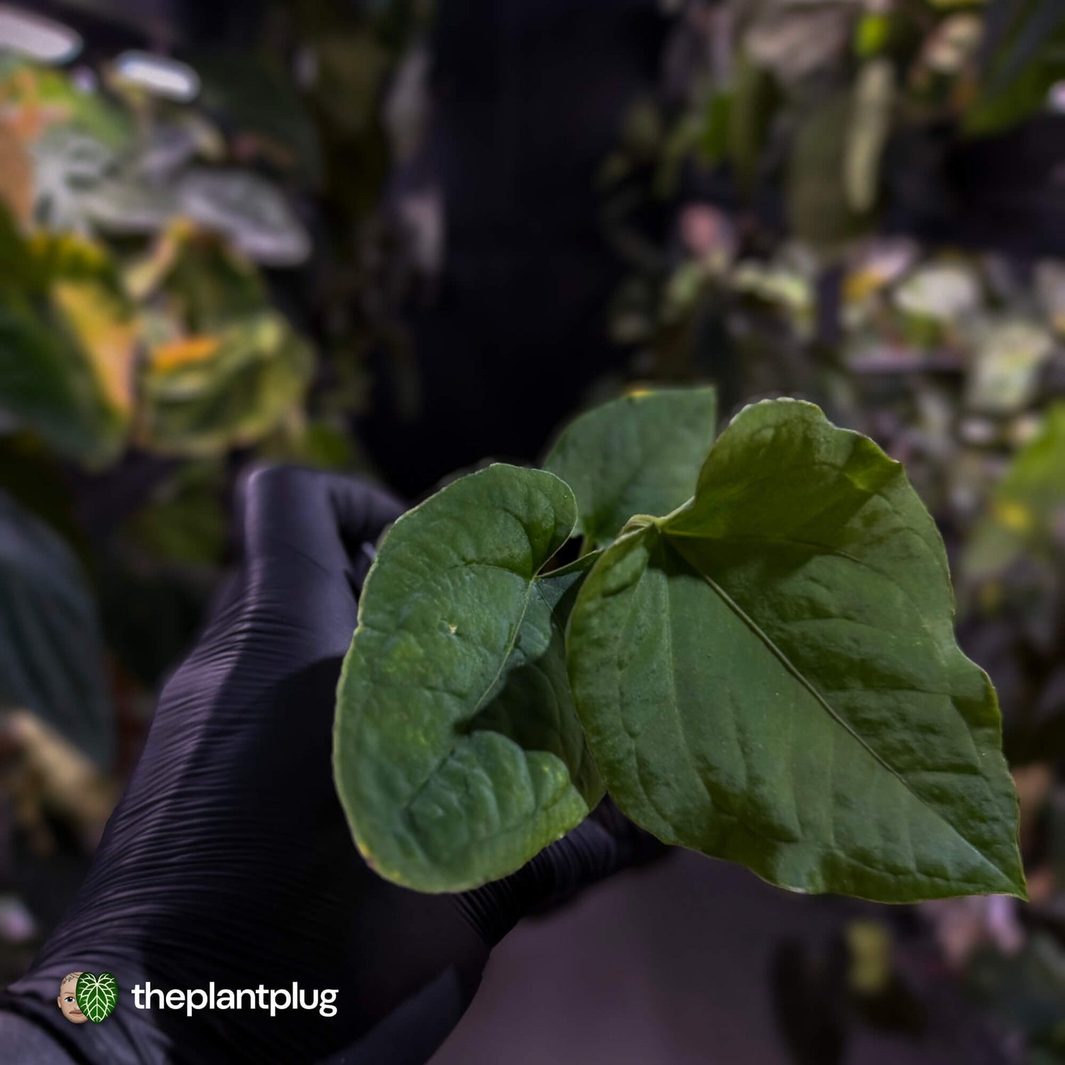 Anthurium kunayalense x (papillilaminum x dressleri) 💫