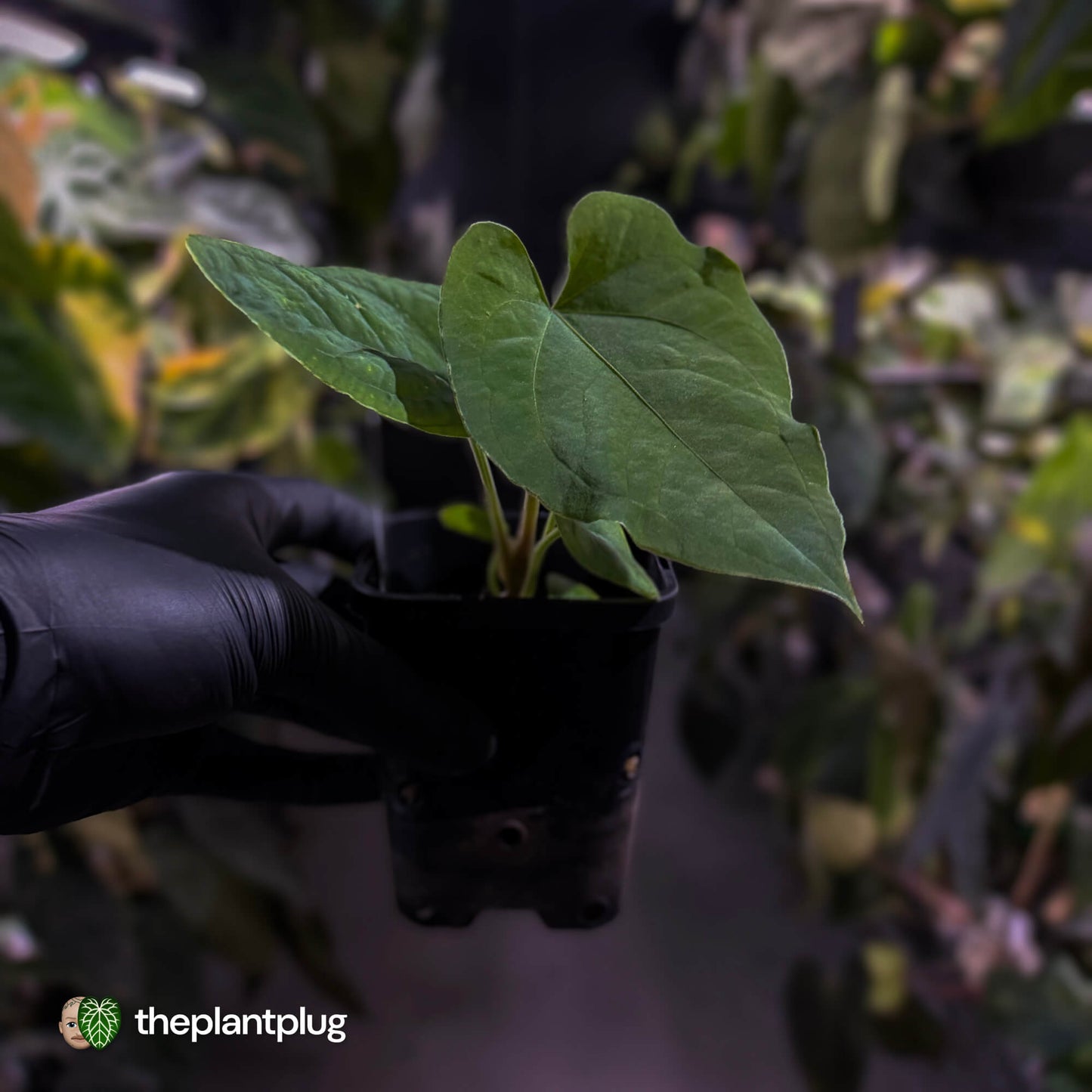 Anthurium kunayalense x (papillilaminum x dressleri) 💫