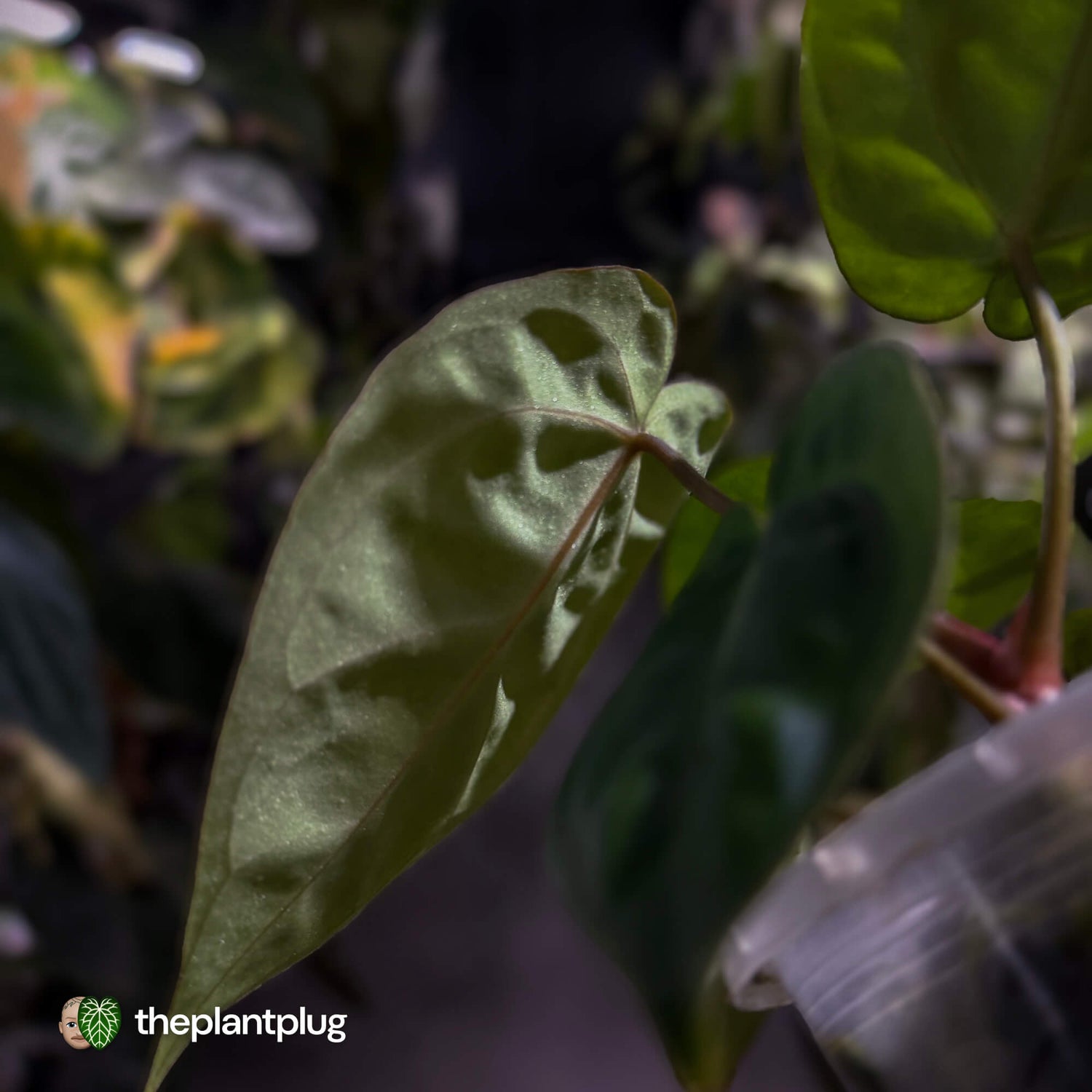Anthurium 'michelle' x (carlablackiae x 'BVEP') 🎇