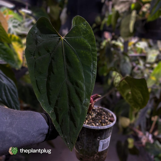 Anthurium #SealofStolas • XXL select holdback