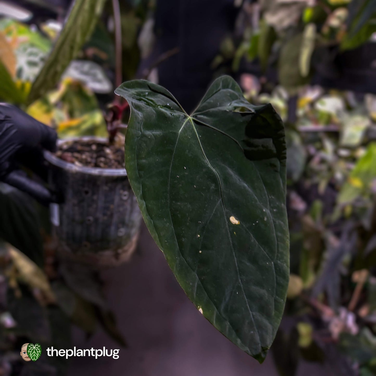 Anthurium #SealofStolas • XXL select holdback