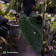 Anthurium #SealofStolas • XXL select holdback
