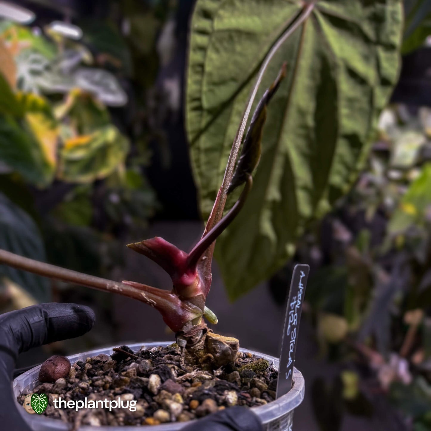 Anthurium #SealofStolas • XXL select holdback