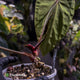 Anthurium #SealofStolas • XXL select holdback