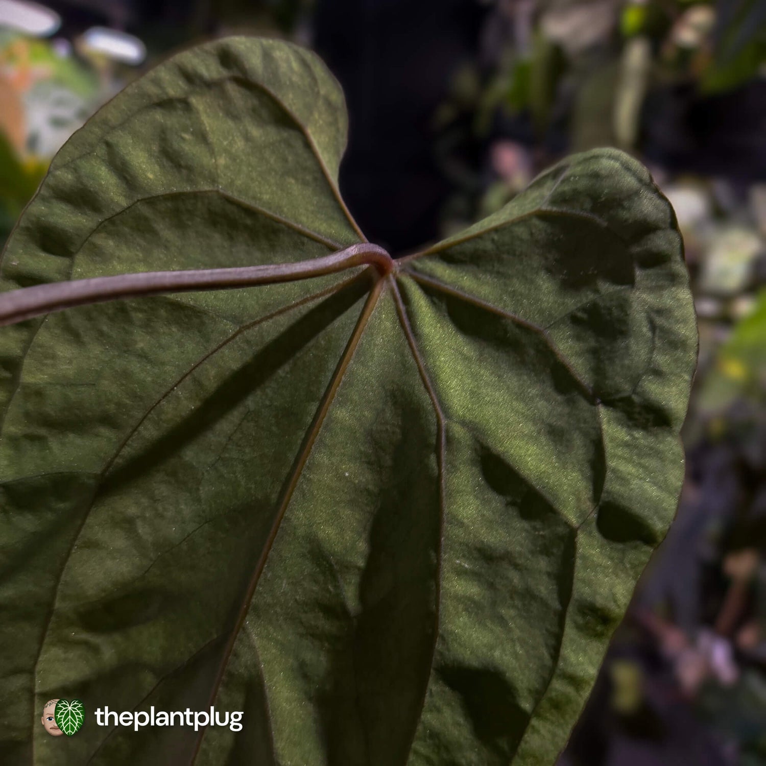 Anthurium #SealofStolas • XXL select holdback