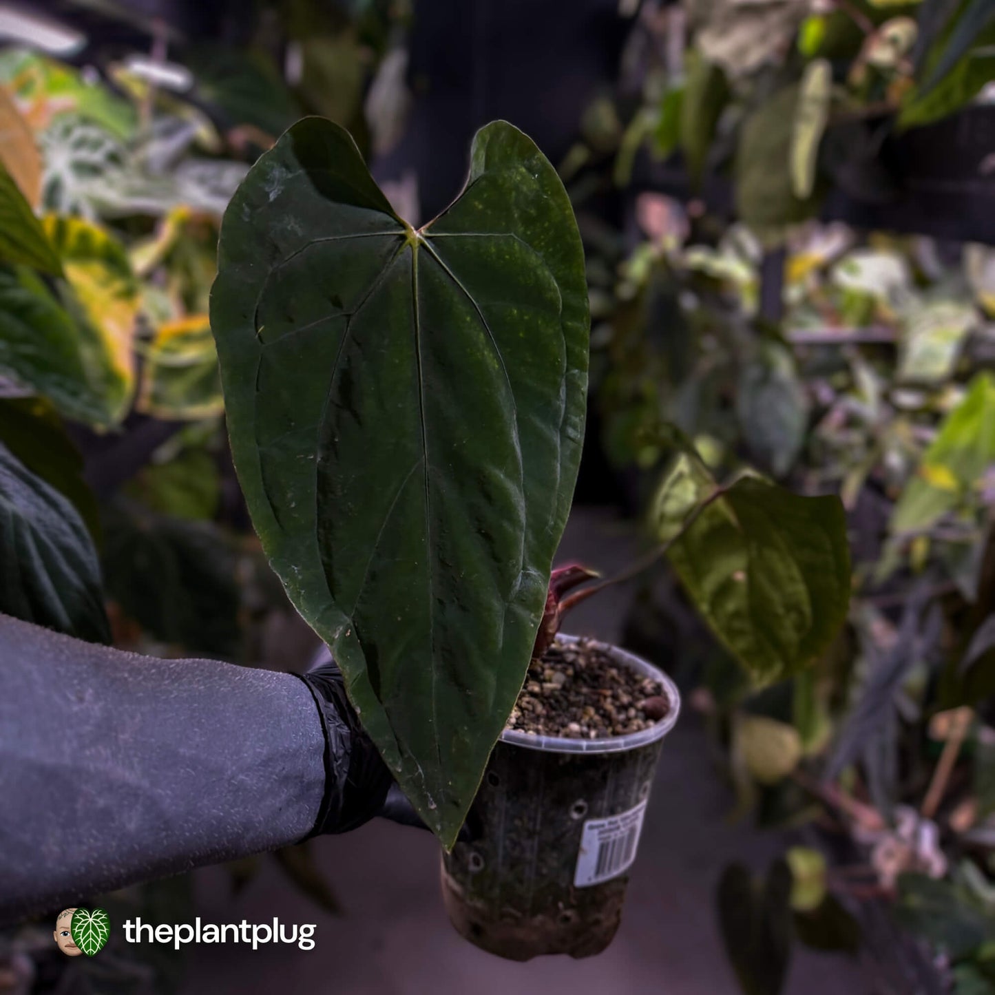 Anthurium #SealofStolas • XXL select holdback