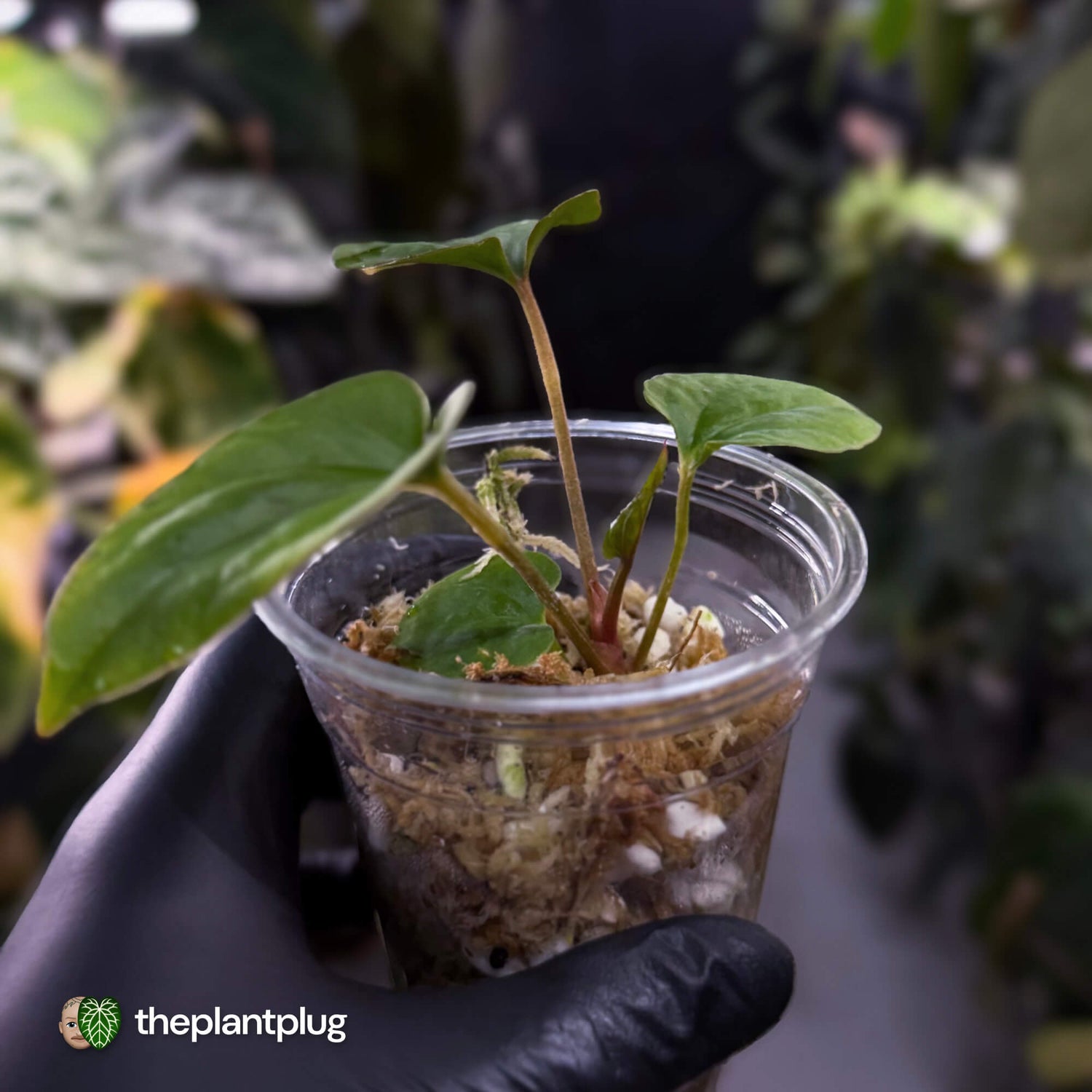 Anthurium kunayalense
