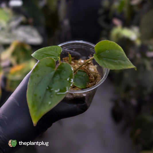 Anthurium kunayalense