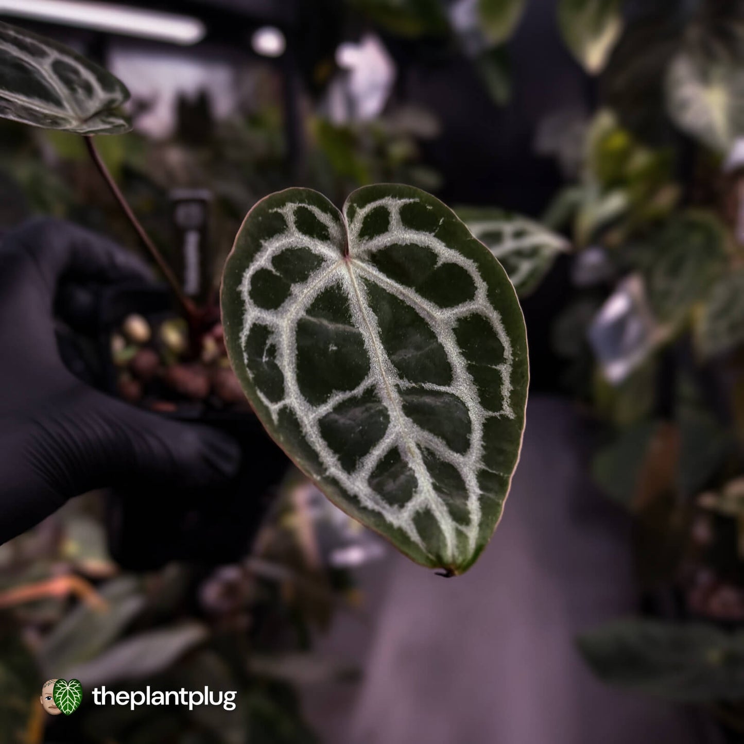 Anthurium 'Michelle' f2 x self 💫