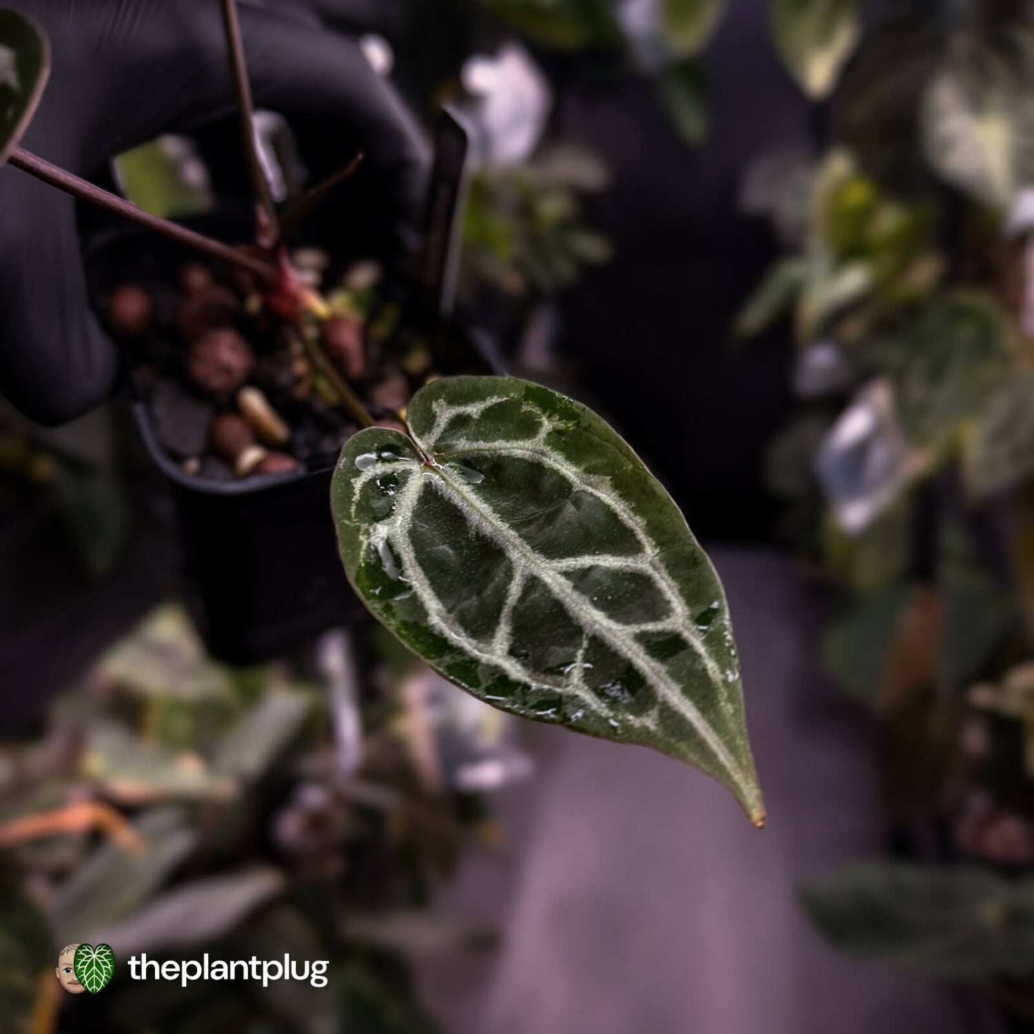 Anthurium 'Michelle' f2 x self 💫