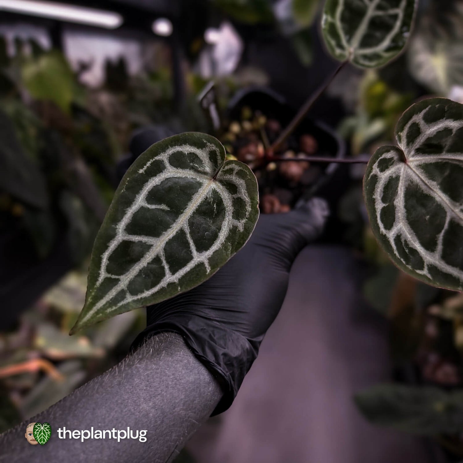 Anthurium 'Michelle' f2 x self 💫